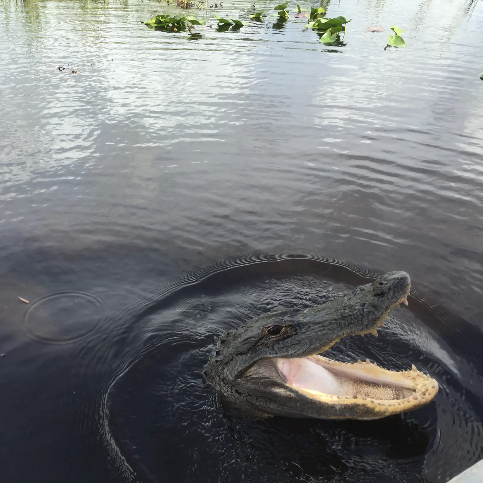Geniesse eine Bootsfahrt durch das Mangrovenlabyrinth der Everglades